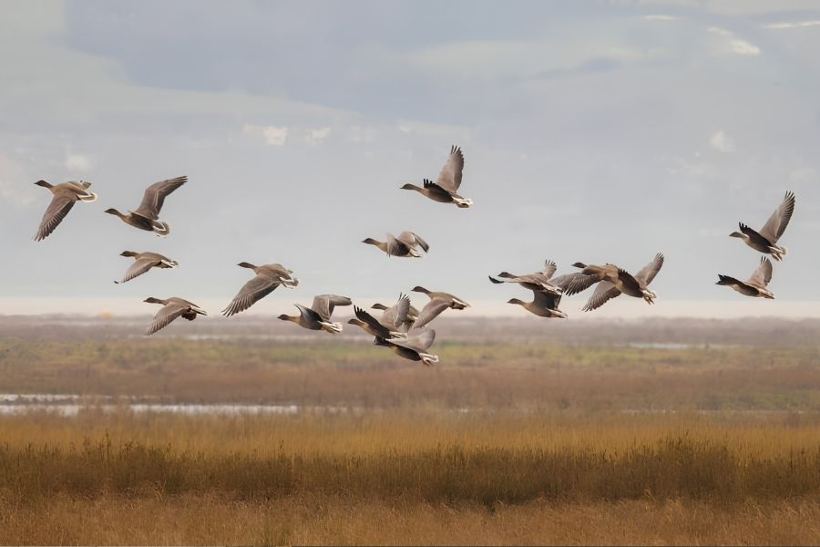 A skein of pink-footed geese flying low over Broadland grazing marsh at dusk