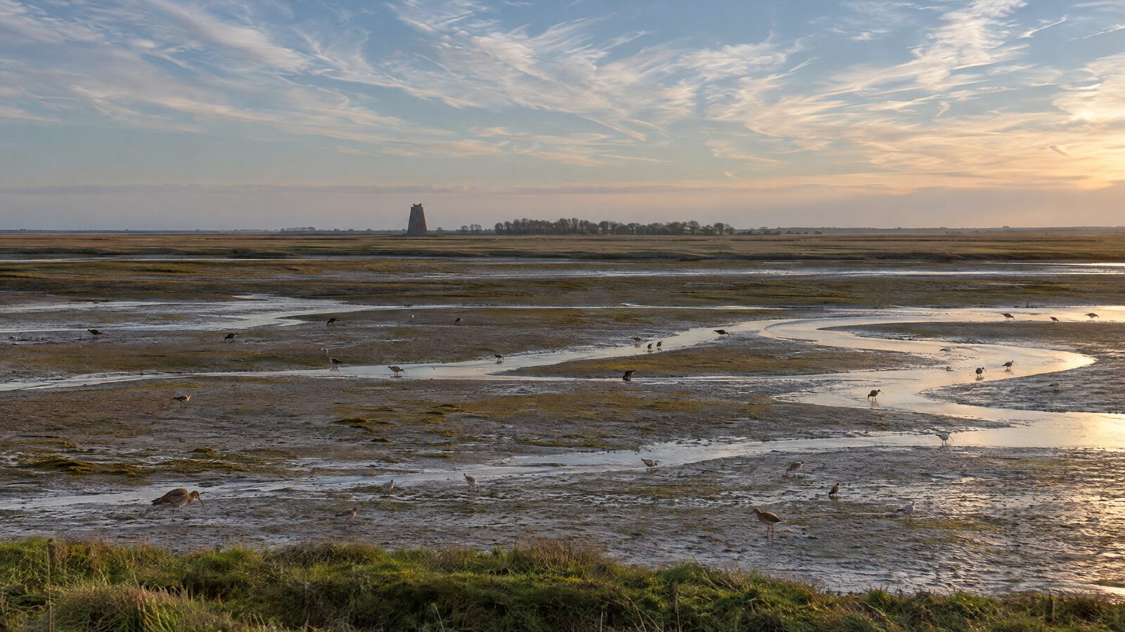 Wading birds feeding on estuary mudflats at low tide in autumn, with flat marsh and a distant drainage mill on the horizon
