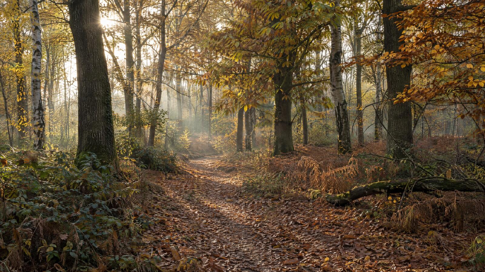 A leaf-covered path through autumn broadleaf woodland with low sun coming through the thinning canopy