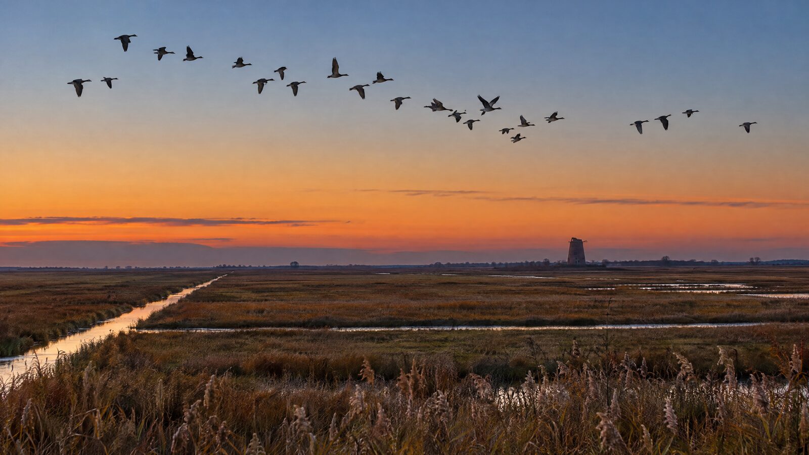 A skein of geese flying over Broadland grazing marsh at dusk in autumn