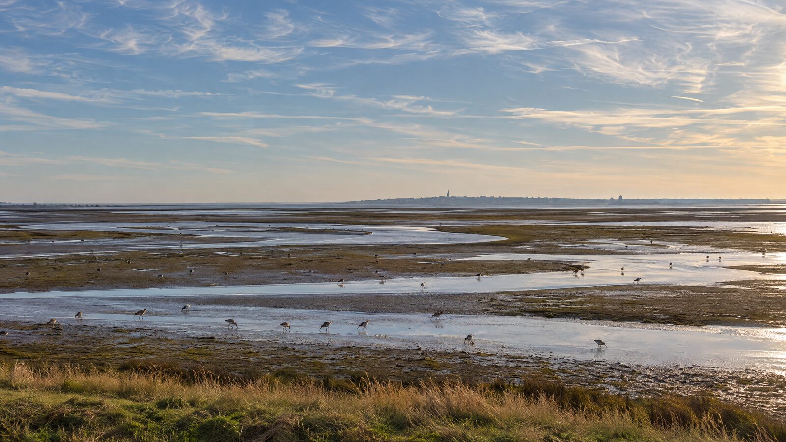 Wading birds feeding on the mudflats of a tidal estuary at low water in autumn, with a coastal town hazy on the far horizon