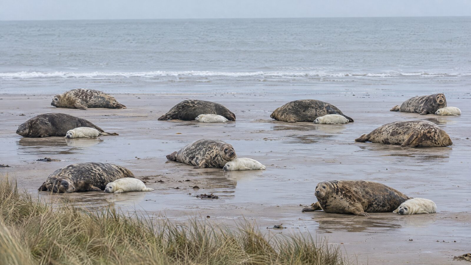 A colony of wild grey seals hauled out on a Norfolk beach in early winter, with white-coated newborn pups beside the adults
